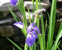 iris virginica 4-11b.jpg